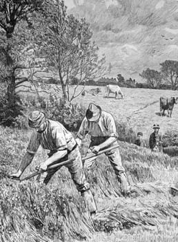 Mowing clover on engraving from 1886. Engraved by G.King after a picture by H.F.Davey and published in the Illustrated London News.