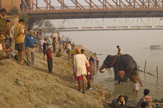 Group of people watching an elephant and mahoot in the river at the Sonepur fair in Bihar, India