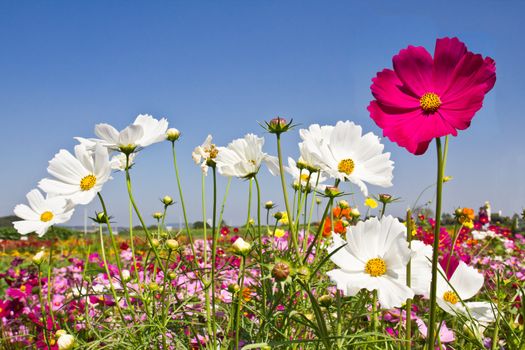 Blooming Cosmos flower garden  and blue sky