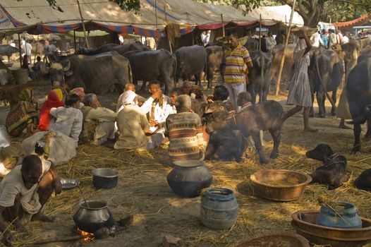 Group of buffalo farmers with their animals at the Sonepur Fair in Bihar, India