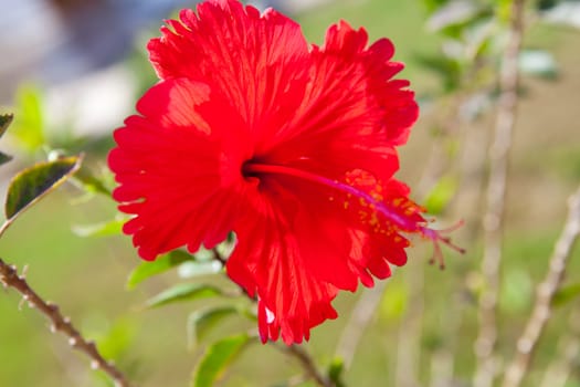 a big red hibiscus flower