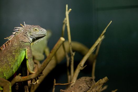 iguana - focus on the head
