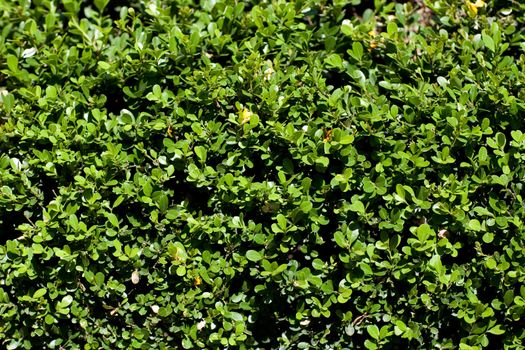 green background of small leaves