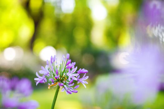 one violet flower and lights