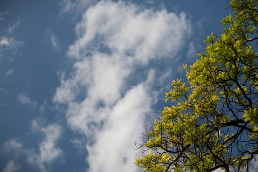 white clouds and trees