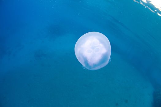 jellyfish swimming in the calm sea