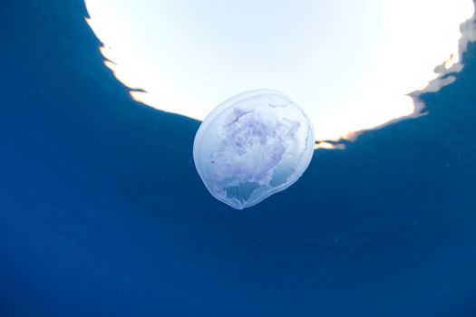 jellyfish swimming in the calm sea