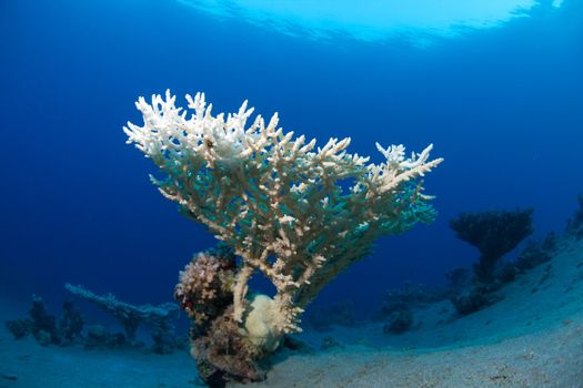 beautiful white coral in the sea