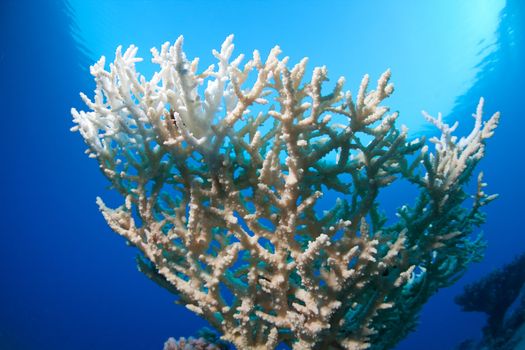 beautiful white coral in the sea