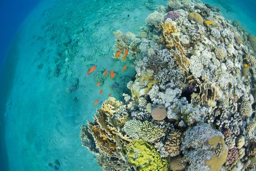 fish and corals in the Red sea - round view