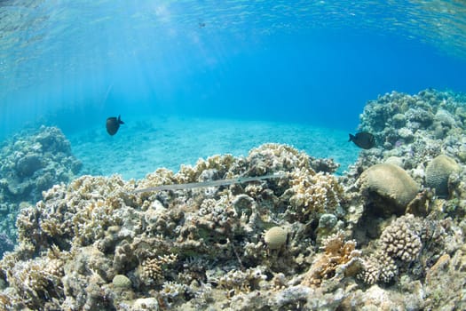 Fistularia commersonii in the Red sea