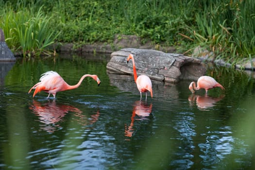 pink flamingo in the water