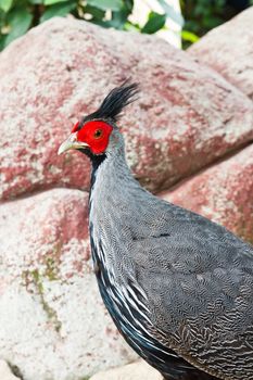 Male portrait of Silver pheasant