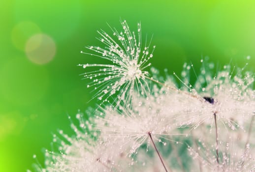 Close-up of wet dandelion seed with drops