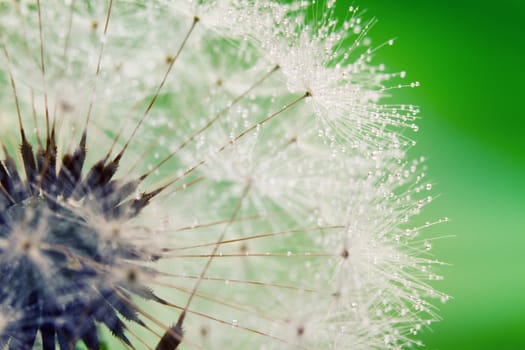 Close-up of wet dandelion seed with drops