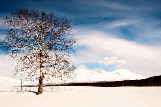 Magnificent winter landscape - a tree against a volcano