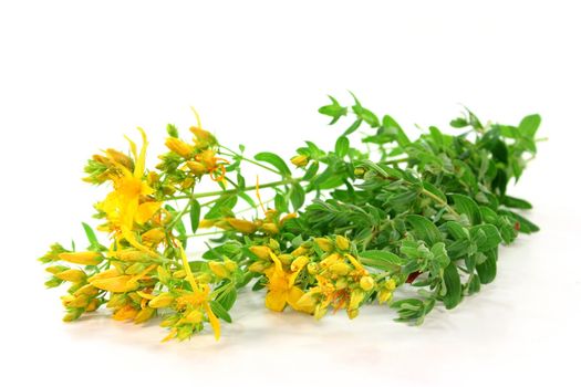 fresh branches St. John's wort on a white background
