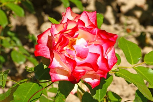 Flower of reddish white rosa