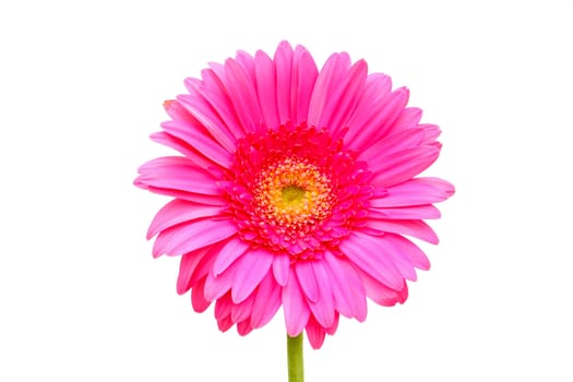 Flower of a pink gerber close-up isolated on white
