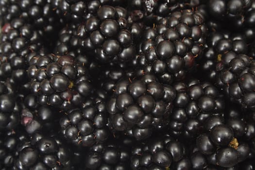 Group of blackberry - the abstract food background