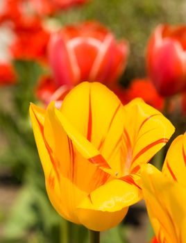 Spring flowers. Tulips in the garden