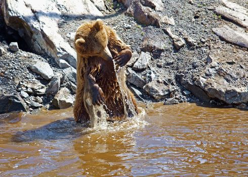 A brown bear washing in the waters