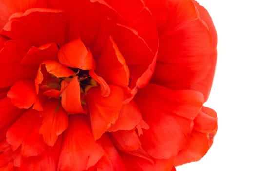 Close-up of red tulip isolated on white