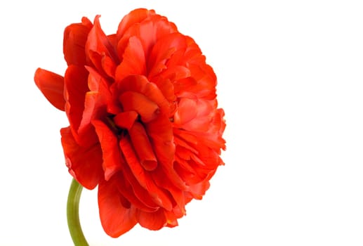 Flower. Close-up of red tulip isolated on white