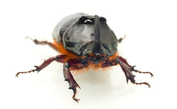 Front Macro view of rhinoceros or unicorn beetle over white background