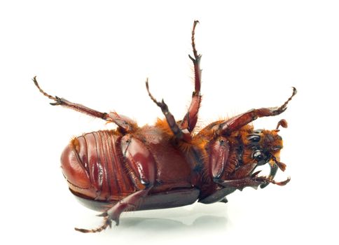 Macro. Belly of rhinoceros or unicorn beetle over white background