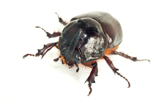 Macro of rhinoceros or unicorn beetle over white background (shallow DOF)