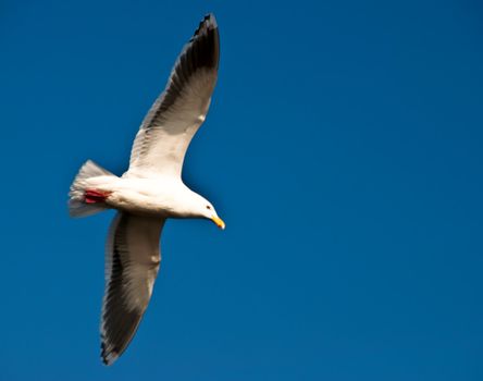 A seagull is gliding at the blue  sea