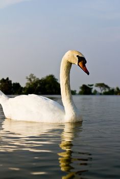 White swan in a lake at evening.