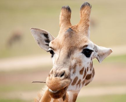 african giraffe in natural environment up close