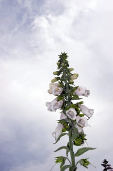 wild white foxglove flowers on a beautiful day with a cloudy blue sky background