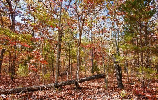 colourful leaves on trees in autumn or fall