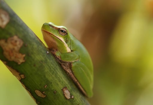 dwarf green tree frog litoria fallax sitting in a plant