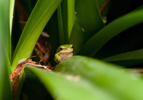 dwarf green tree frog litoria fallax sitting in a plant