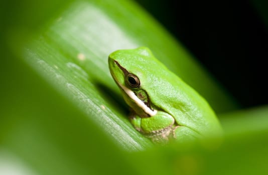 dwarf green tree frog litoria fallax sitting in a plant