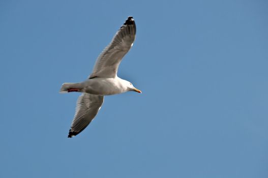 A seagull is gliding at the blue sky
