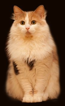 Ginger fluffy cat on a dark background