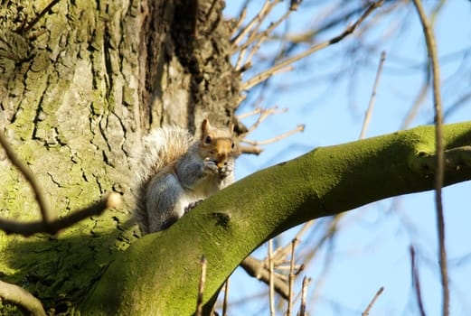 grey squirrel