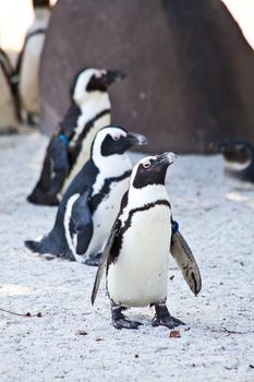 African Penguins are about 68cm in length, and weigh between 2.1 and 3.7kg. Spheniscus is a diminutive of the Greek word spen, meaning a wedge, which refers to their streamlined swimming shape, while demersus is a Latin word meaning plunging.