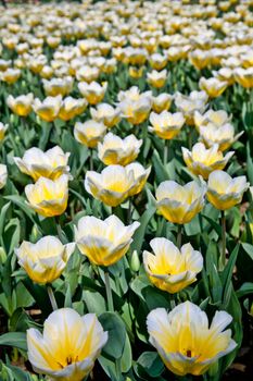 Cultivation of Darwin Hybrid Tulip Jaap Groot: yellow and white bicolor, perennial group
