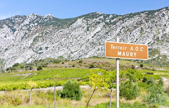 vineyar of Maury in Languedoc-Roussillon, France