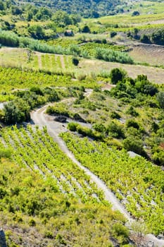 vineyars in Languedoc-Roussillon, France