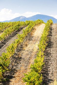 vineyars near Saint-Paul-de-Fenouillet, Languedoc-Roussillon, France