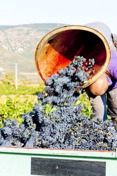 wine harvest in Fitou appellation, Languedoc-Roussillon, France