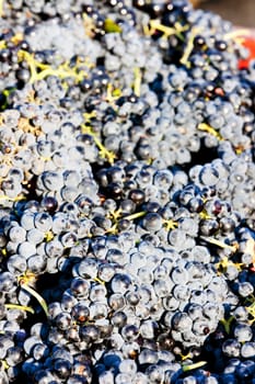 wine harvest in Fitou appellation, Languedoc-Roussillon, France
