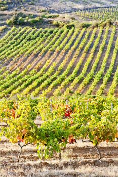 vineyars near Tautavel, Languedoc-Roussillon, France